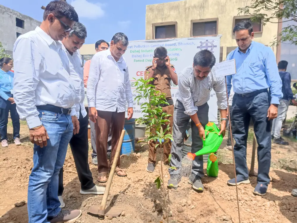 Tree Plantation